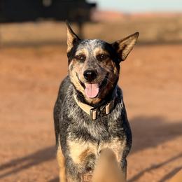 Reins - Australian Cattle Dog