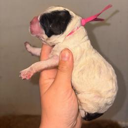 Lyra - Parti female Poodle puppy in Toledo, Ohio from Exquisite Dalmatians & Standard Poodles
