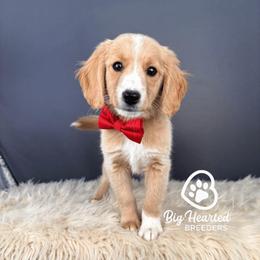 Garnett - male Goldendoodle puppy in Utah County, Utah from Big Hearted Breeders