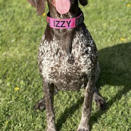German Shorthaired Pointers from Aleshia Hissem
