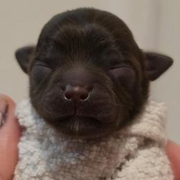 Winne - Chocolate and white female Chihuahua puppy in West New York, New Jersey from Pixie’s Magical Puppies