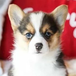 Pembroke Welsh Corgis from Stumptown Corgis