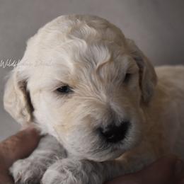 Latte - Cream male Goldendoodle puppy in Madison, Georgia from Wildflower Doodles