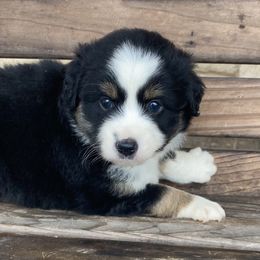 Boy 2 - Miniature Australian Shepherd puppy in Paris, Texas from Kuttin’ Up Mini Aussies
