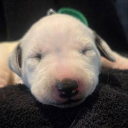 Penny - Green - White and black female Dalmatian puppy in Palmer, Massachusetts from Delaney's Dalmatians 2