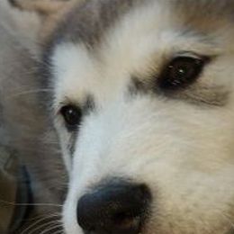 Alaskan Malamute Puppies from Bearcat Alaskan Malamutes