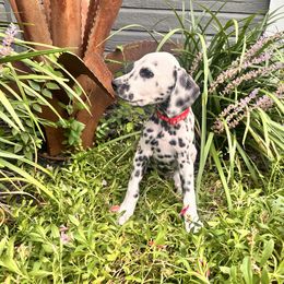 Rocket LUA - White and black male Dalmatian puppy in Arlington, Texas from Bri’s Spot Garden - Glasscock Dalmatians