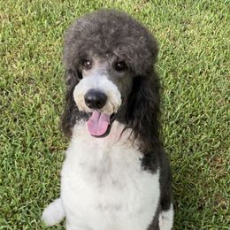 Cash - Poodle