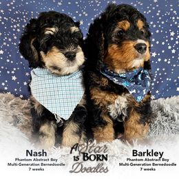 Bernedoodle Puppies from A Star is Born Doodles