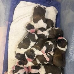 Girl 1 - Mahogany and white female Saint Bernard puppy in North Beach, Maryland from Mt.Harmony Saint Bernards