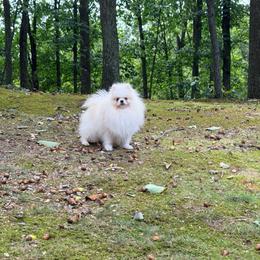 Leo - Pomeranian