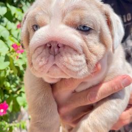 Buster - Fallow male Bulldog puppy in Las Vegas, Nevada from Let it Ride Bulldogs