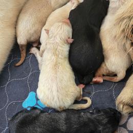 White 3 - White female Gerberian Shepsky puppy in Gorman, Texas from Bransford Paw Pack/Timber Huskies