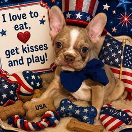 Allium - Fawn male Companion Cross puppy in Peru, Indiana from Angie's Little Bostons And Frenchies