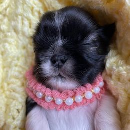 Nina - Brindle female Shih Tzu puppy in Hemet, California from Aloha Shih Tzu