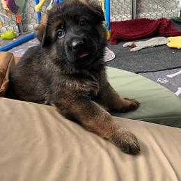 Red Collar - Sable male German Shepherd puppy in Saint Charles, Missouri from Lowemond German Shepherds