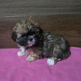 Girl 1 - Brindle female Shih Tzu puppy in Meadows Of Dan, Virginia from Walt’s Shih Tzus
