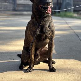 Blue - Black brindle male Dutch Shepherd puppy in San Jose, California from Brandon's Dutch Shepherds