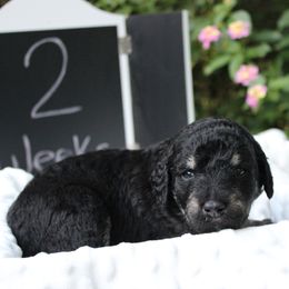 Labradoodle Puppies from Tiny Tally Tails