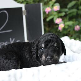 Labradoodle Puppies from Tiny Tally Tails