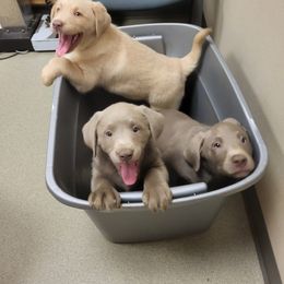 Dilute Retriever and Labrador Retriever Puppies from Southernend Silvers