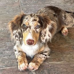 Puddin’ - Dachshund
