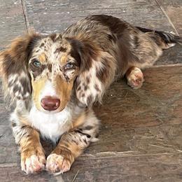 Puddin’ - Dachshund