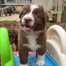 Goose - Red tri-color male Australian Shepherd puppy in Marshall, Virginia from Aussie Tales Farm
