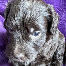 Toffee - Chocolate male Australian Labradoodle puppy in Bells, Texas from Sandcastle Labradoodles