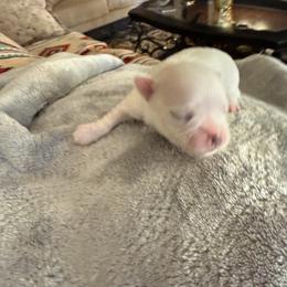 Baby Boy 1 - White male Maltese puppy in Gilbert, Arizona from Bijou Babydoll Maltese
