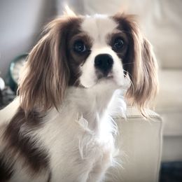 Abbee - Cavalier King Charles Spaniel