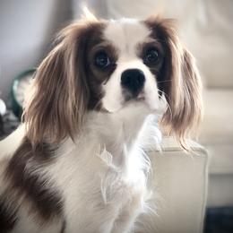 Abbee - Cavalier King Charles Spaniel