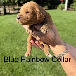 Blue Rainbow Collar - Red  female Goldendoodle puppy in Landis, North Carolina from Shelbys Doodle Farm
