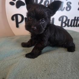 Ivan EXOTIC - Parti male Yorkshire Terrier puppy in Clermont, Florida from Bella's Prissy Butts