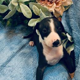Boy 3 - Black male Italian Greyhound puppy in North Carolina from Celtic Sighthounds