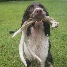 English Springer Spaniels from Satilla River Springers