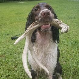 English Springer Spaniels from Satilla River Springers