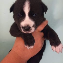 Siberian Husky Puppies from Harrington's Huskies