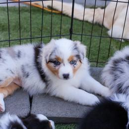 Confetti - Blue merle female Australian Shepherd puppy in Lakewood, California from Cloud Nine Kennel