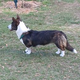 Cali - Cardigan Welsh Corgi