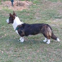 Cali - Cardigan Welsh Corgi