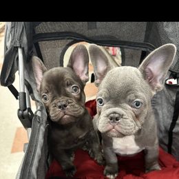 French Bulldog Puppies from Fancy Frenchies