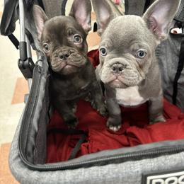 French Bulldog Puppies from Fancy Frenchies