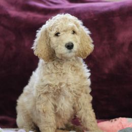 "9 weeks" Goldendoodle Puppies from Faith Breeders