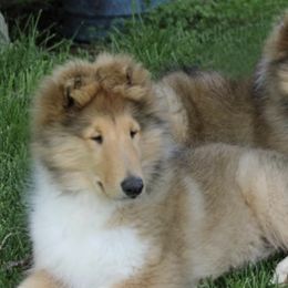 Collies from Val Hi Collies