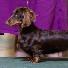 Gala (Gay-la) - Dachshund