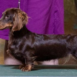 Gala (Gay-la) - Dachshund
