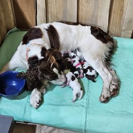 English Springer Spaniel puppies from Painters Lane Livestock