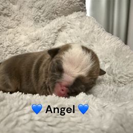 Angel - Fawn and white male Bulldog puppy in Phoenix, Arizona from Hamalini Bulldogs LLC