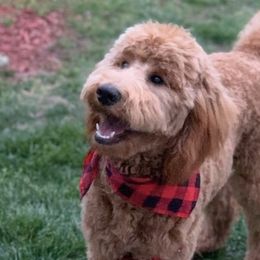 Goldendoodles from RVM Doodles